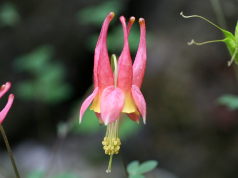 Aquilegia canadensis cv. Nana