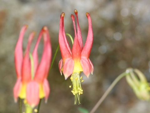 Aquilegia canadensis cv. Nana