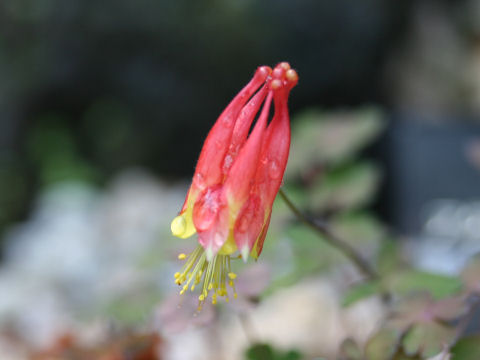 Aquilegia canadensis cv. Nana