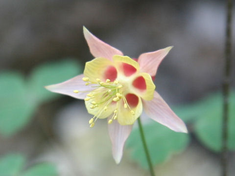 Aquilegia canadensis cv. Nana