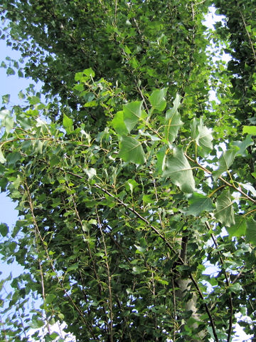 Populus x euroamericana