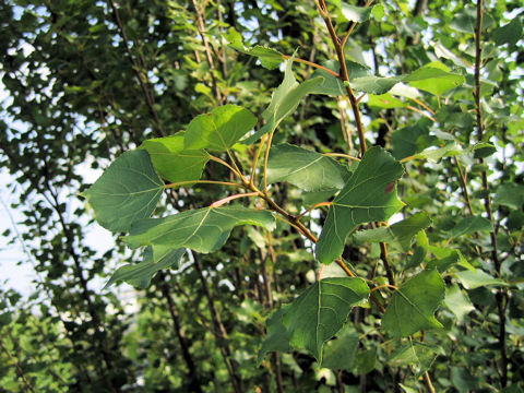 Populus x euroamericana