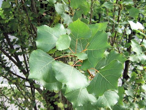 Populus x euroamericana