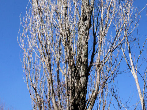 Populus x euroamericana