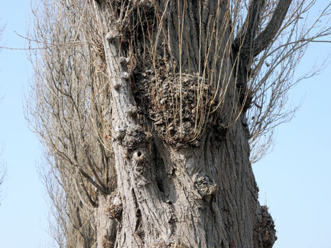 Populus x euroamericana