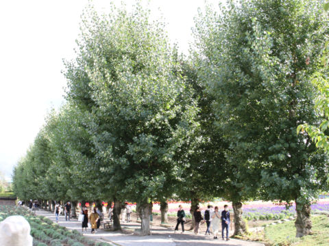 Populus x euroamericana