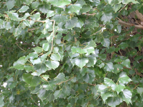 Populus x euroamericana