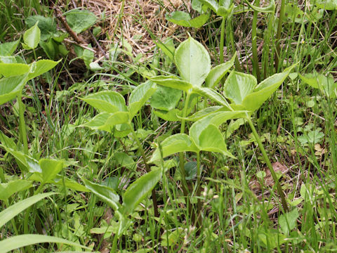 Pinellia ternata