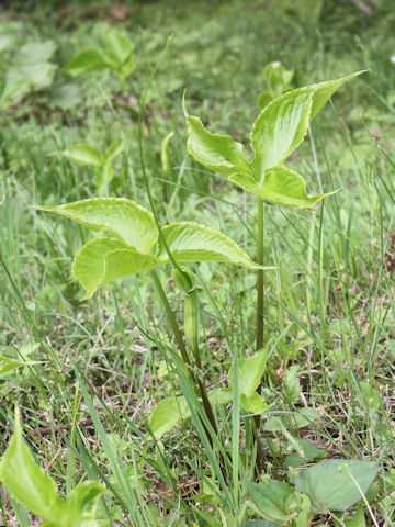 Pinellia ternata