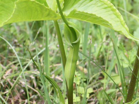 Pinellia ternata