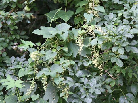 Humulus lupulus var. cordifolius