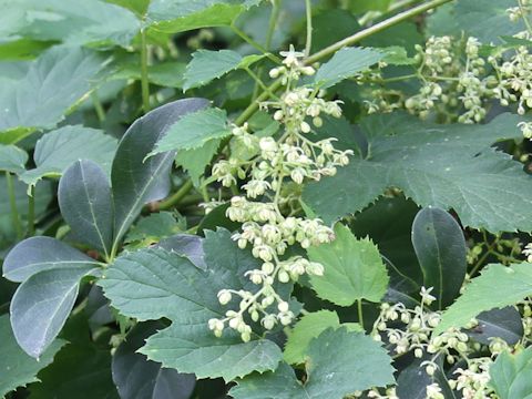 Humulus lupulus var. cordifolius