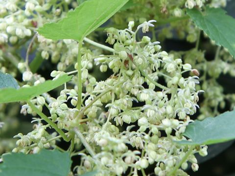 Humulus lupulus var. cordifolius