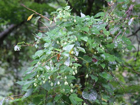 Humulus lupulus var. cordifolius