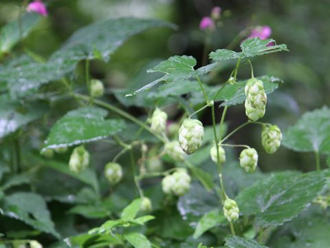 Humulus lupulus var. cordifolius