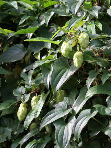 Humulus lupulus var. cordifolius