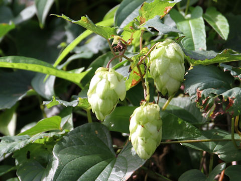 Humulus lupulus var. cordifolius