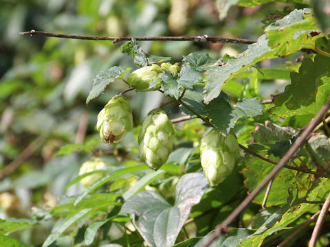 Humulus lupulus var. cordifolius