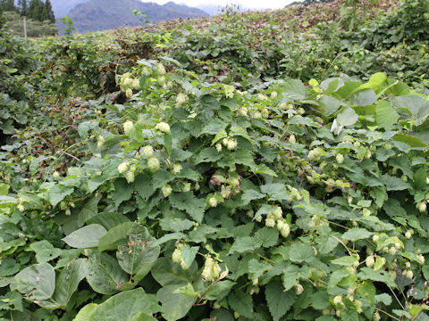 Humulus lupulus var. cordifolius