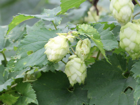 Humulus lupulus var. cordifolius