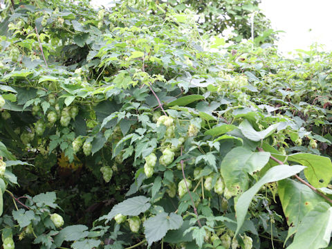 Humulus lupulus var. cordifolius