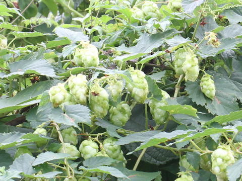 Humulus lupulus var. cordifolius