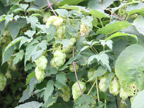 Humulus lupulus var. cordifolius