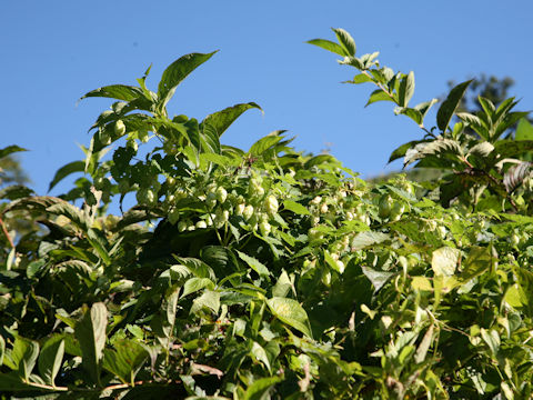 Humulus lupulus var. cordifolius