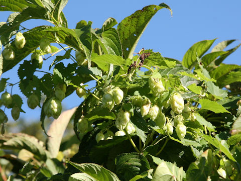 Humulus lupulus var. cordifolius