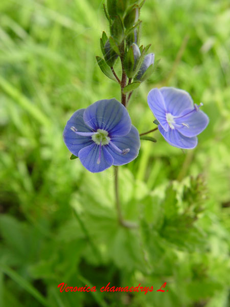 Veronica chamaedrys