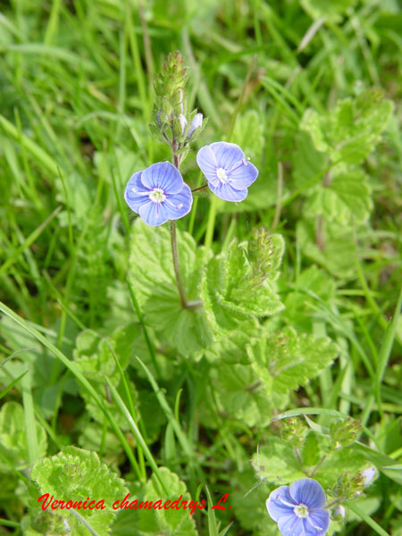 Veronica chamaedrys