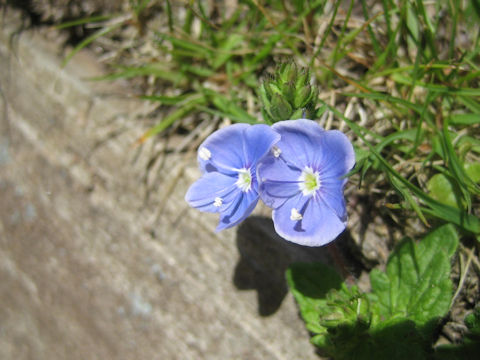 Veronica chamaedrys