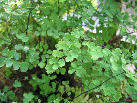 Adiantum raddianum