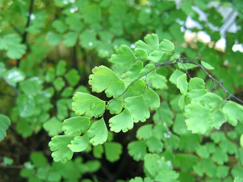 Adiantum raddianum