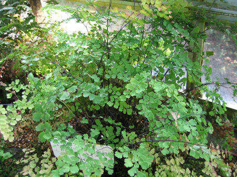 Adiantum raddianum