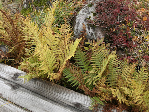 Polystichum microchlamys
