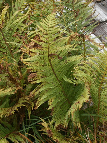 Polystichum microchlamys