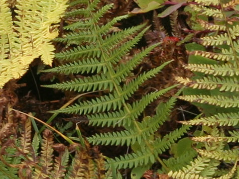 Polystichum microchlamys