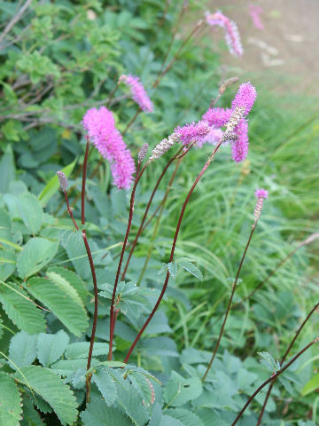 Sanguisorba hakusanensis