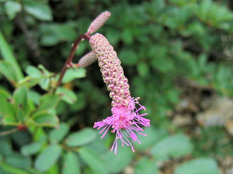 Sanguisorba hakusanensis