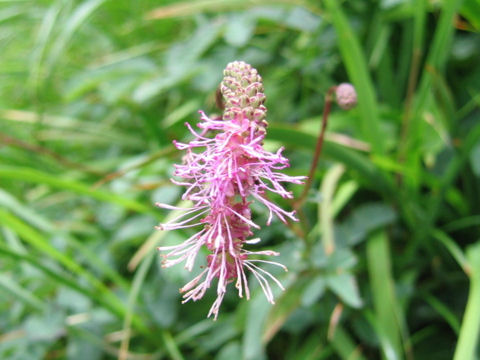 Sanguisorba hakusanensis