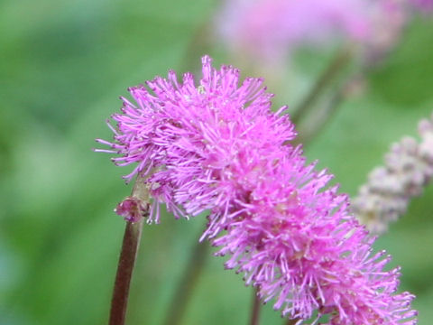 Sanguisorba hakusanensis