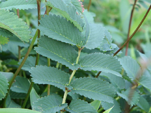 Sanguisorba hakusanensis