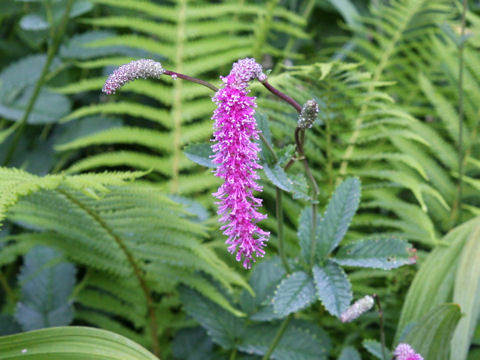 Sanguisorba hakusanensis