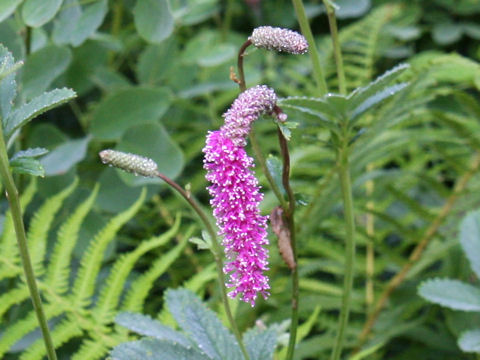 Sanguisorba hakusanensis