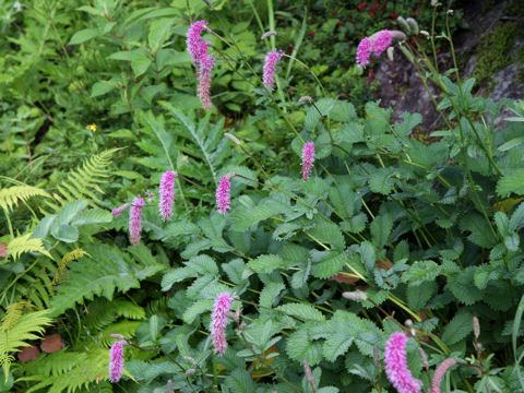 Sanguisorba hakusanensis