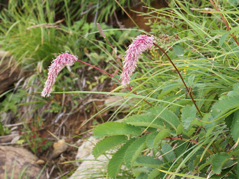 Sanguisorba hakusanensis