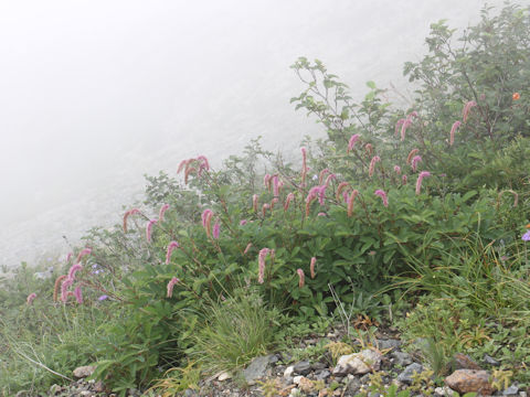 Sanguisorba hakusanensis