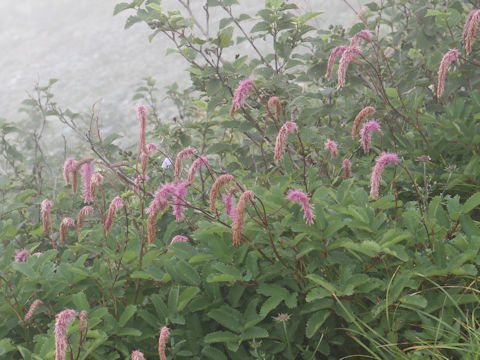 Sanguisorba hakusanensis