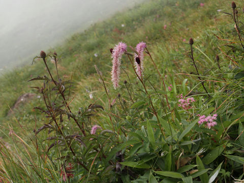 Sanguisorba hakusanensis